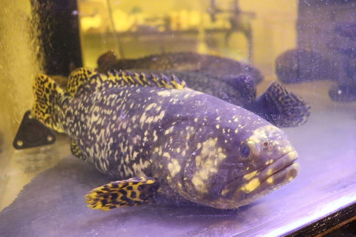 生徒の手で大きく育った&ldquo;幻の高級魚&rdquo;タマカイ