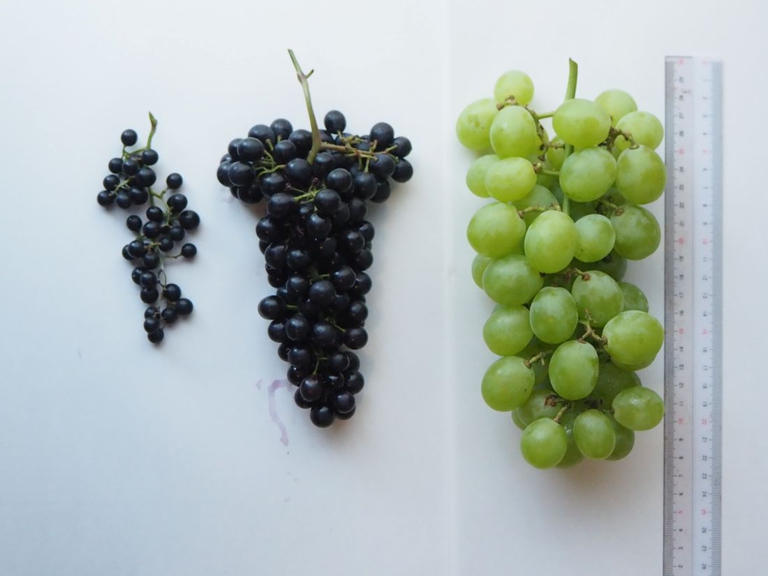 （左から）シラガブドウ、マスカットシラガイ、マスカット・オブ・アレキサンドリア