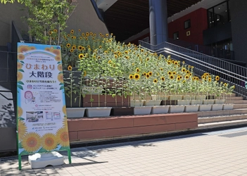 i-Mall「ひまわりの大階段」が開花しました