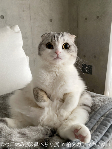 ねこ休み展　展示作品：Muu