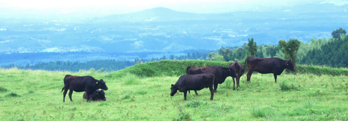 松阪牛の鮮度を活かした新焼肉体験