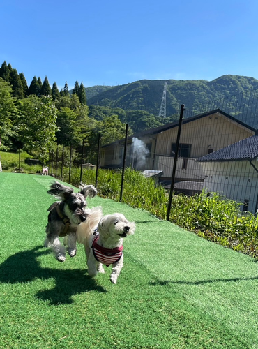 宿泊施設併設ドッグラン