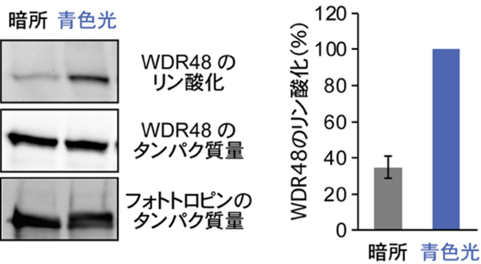 図3　青色光に応答したフォトトロピンによるWDR48のリン酸化　フォトトロピンとWDR48の組換えタンパク質にATPを添加し、試験管内で反応させた。その結果、暗所で反応させた場合ではWDR48のリン酸化は認められなかったが、青色光下で反応させた場合ではWDR48のリン酸化が認められた。