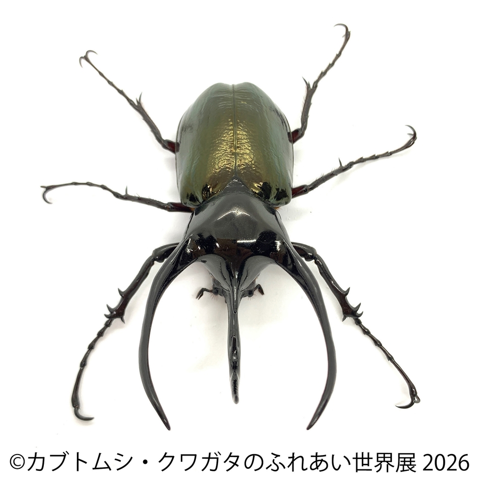 コーカサスオオカブト