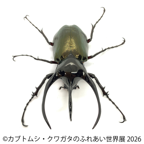 コーカサスオオカブト