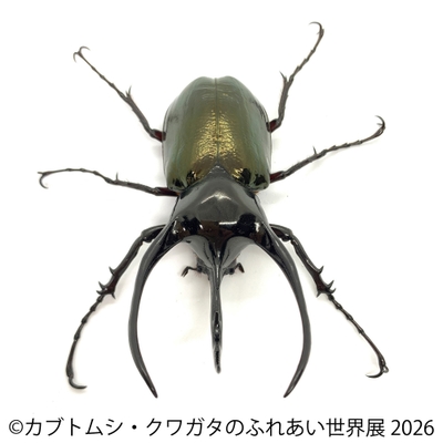 コーカサスオオカブト