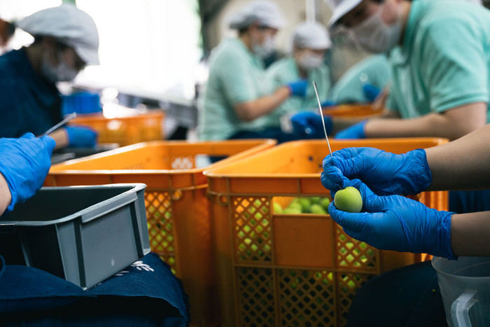 梅酒に漬け込む梅の実のへた取り作業風景