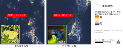 【図1】種ごとのエコロジカルネットワーク分析(モンキチョウ、チョウトンボ)