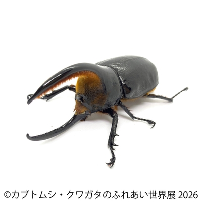 サタンオオカブト