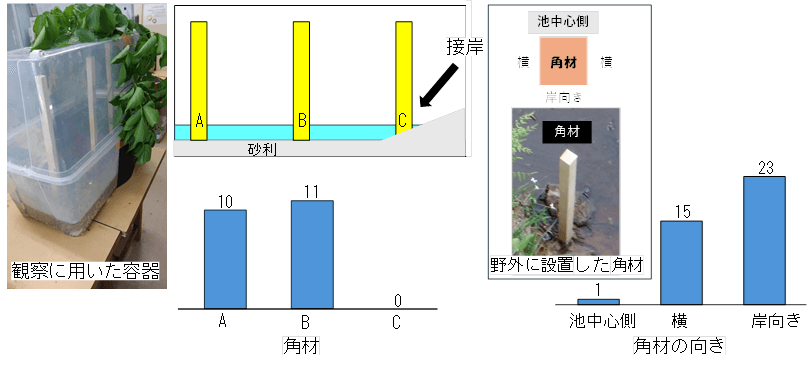 図3.室内と野外で角材に産卵された卵塊数。 接岸している角材(左)、角材の池中心側の面(明るい面)(右)には産卵を避けている。