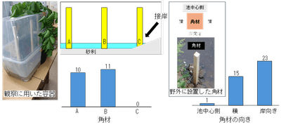 図3.室内と野外で角材に産卵された卵塊数。 接岸している角材(左)、角材の池中心側の面(明るい面)(右)には産卵を避けている。