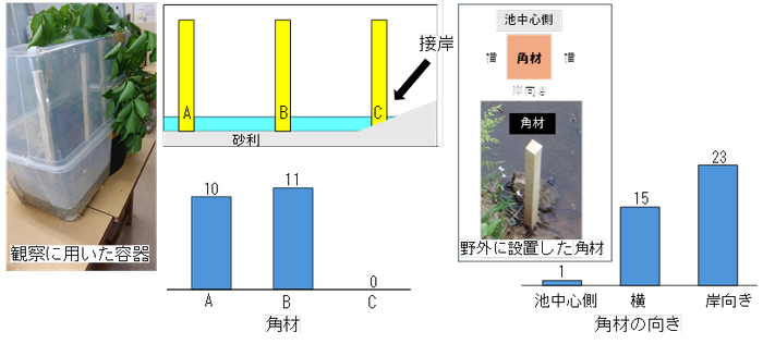 図3．室内と野外で角材に産卵された卵塊数。 接岸している角材（左）、角材の池中心側の面（明るい面）（右）には産卵を避けている。