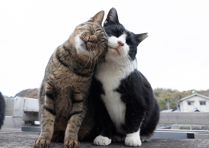 猫写真3
