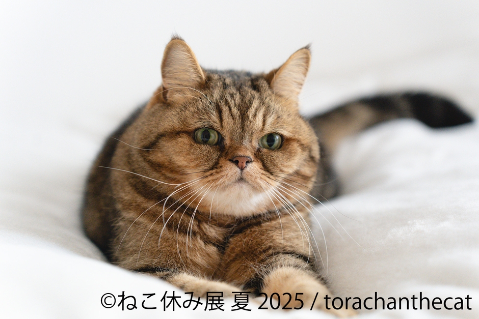ねこ休み展 展示作品:torachanthecat
