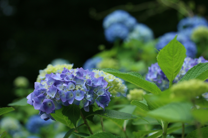 園内を彩るアジサイの花（昨年の様子）
