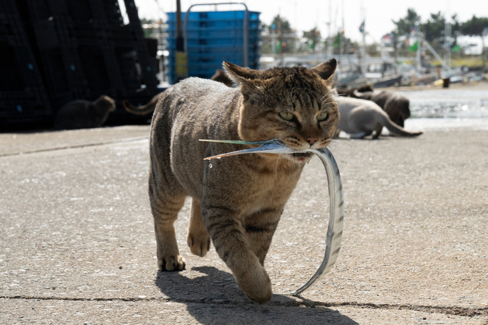 猫写真10