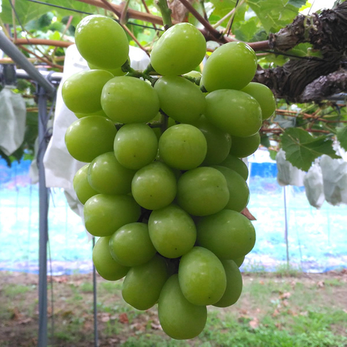 FUJIKAWA GRAPE