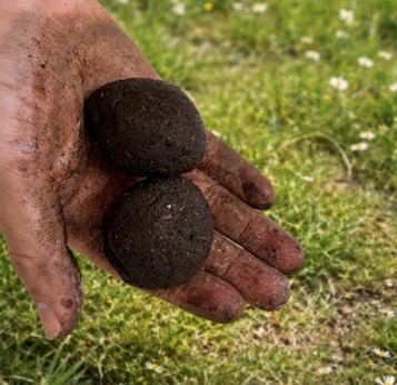 たねダンゴ&reg;では、小さな泥だんごに草花の種を詰め込みます（画像はイメージです）。