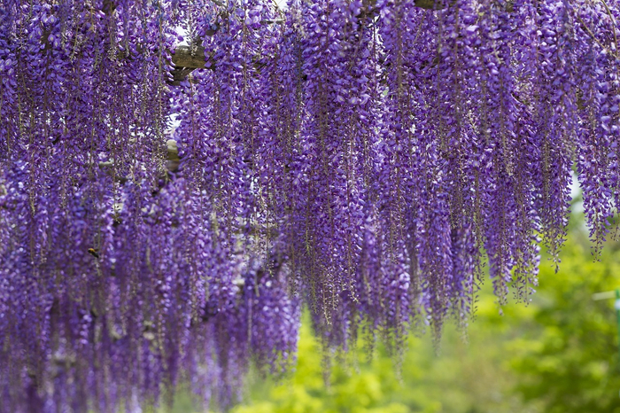 ふじの回廊(ふじまつり)