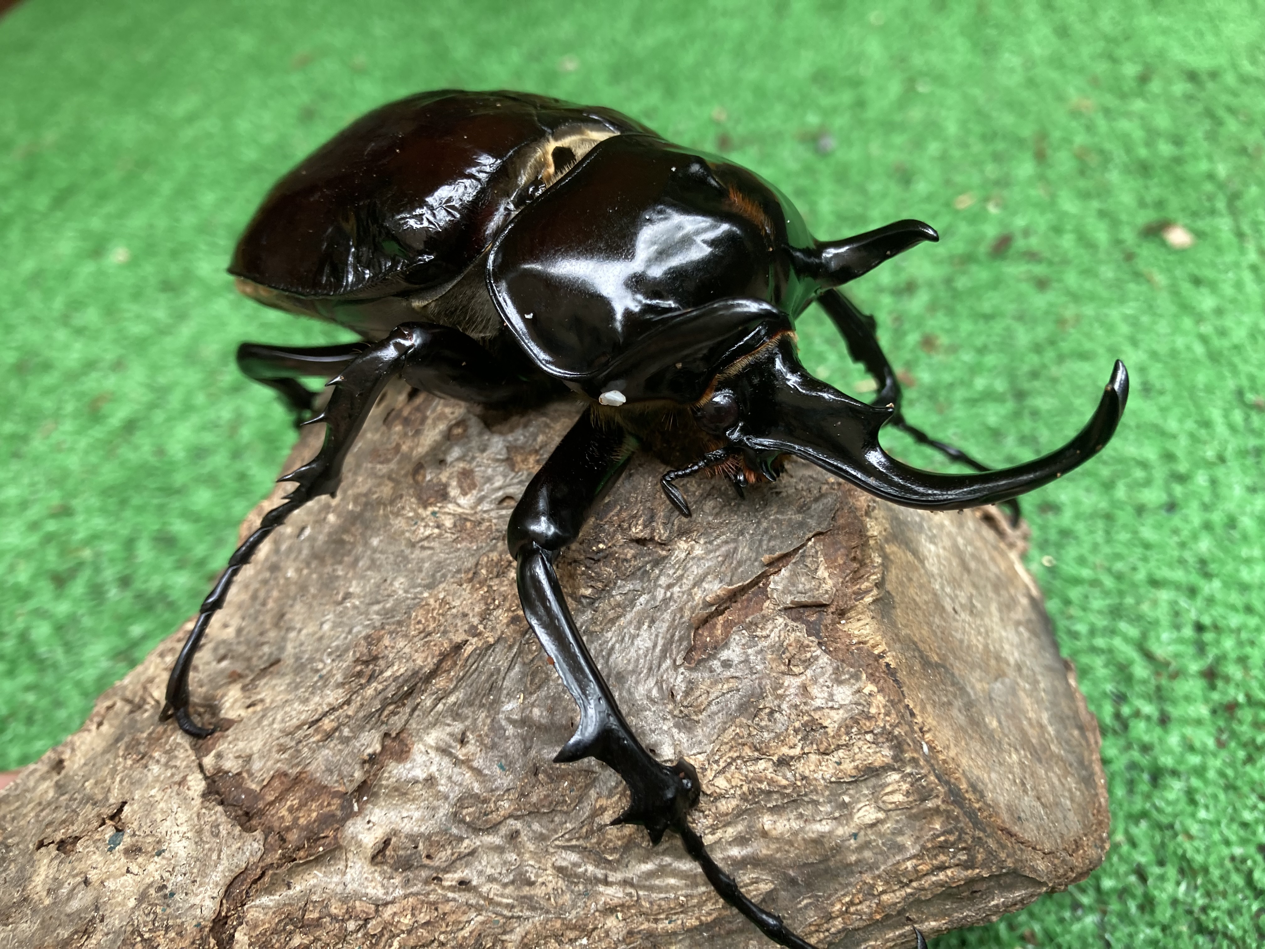 国産アクティオンゾウカブト