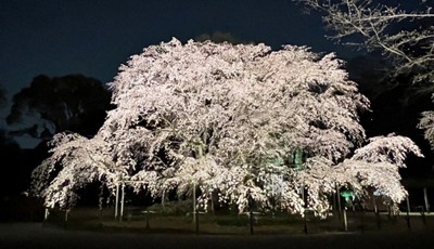 「春夜の六義園 夜間特別観賞」しだれ桜のライトアップ(昨年の様子)