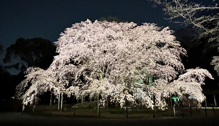 「春夜の六義園 夜間特別観賞」しだれ桜のライトアップ（昨年の様子）