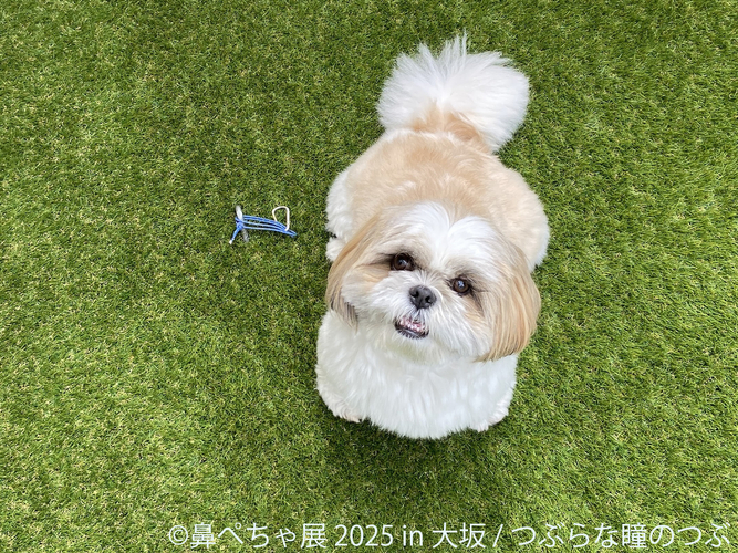 鼻ぺちゃ展 展示作品：つぶらな瞳のつぶ