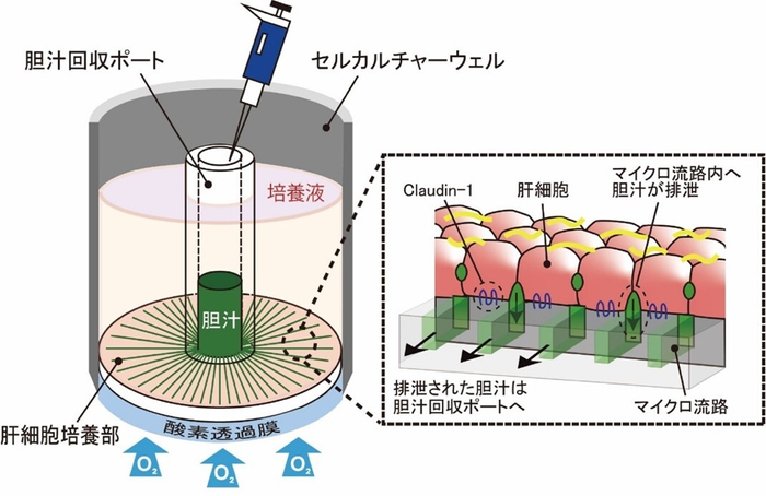 培養肝細胞が分泌した胆汁成分の連続的排泄を可能とする新規肝細胞培養デバイス
