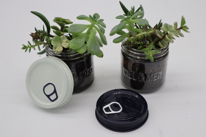 多肉植物の寄せ植え（9月17日のみ）