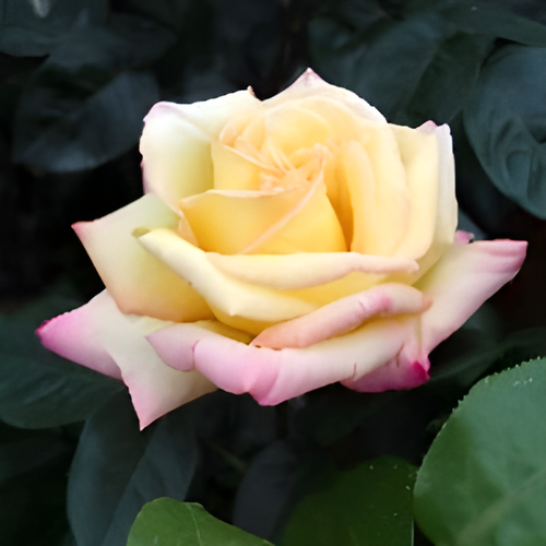 &lsquo;ピース&rsquo; 