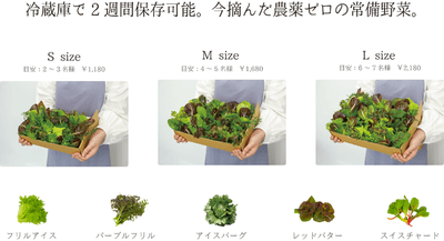販売商品【30分以内収穫】今摘んだ無菌・農薬ゼロの常備野菜