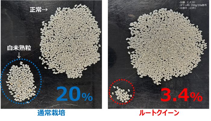 図1：ルートクイーン&reg;は猛暑における白未熟粒の発生を顕著に抑制