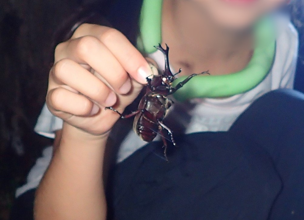 大きなカブトムシを見つけました