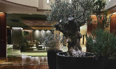 【ホテル納品事例】樹齢約200年 古木オリーブ 河口湖 某ホテルロビー