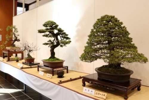 早春の盆栽展(令和6年撮影)