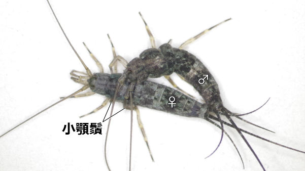 図３　コジマイシノミの配偶行動（背面）。 オスは小顎鬚や前肢を用いてメス胸部を把握した後、腹端をメスの腹端に密着させる。 
