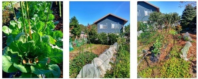 芽キャベツ/庭の北と東で、左からイチジク、ナスの跡、サツマイモの残り、白菜と春菊等を防中網でカバー、エンドウ豆と空芯菜