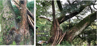 世界遺産高野山麓にある樹齢400年のカヤの樹に接木の痕跡を発見　当時の人々の交流や生活を推察する一端となる研究成果