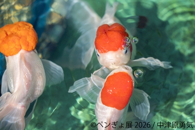 展示作品:中津原勇気 (3)