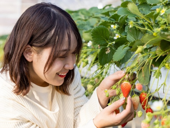 こもろ布引いちご園いちご狩り体験